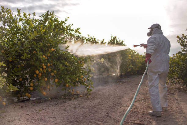 Best Mosquito Control Services  in Hancock, MD