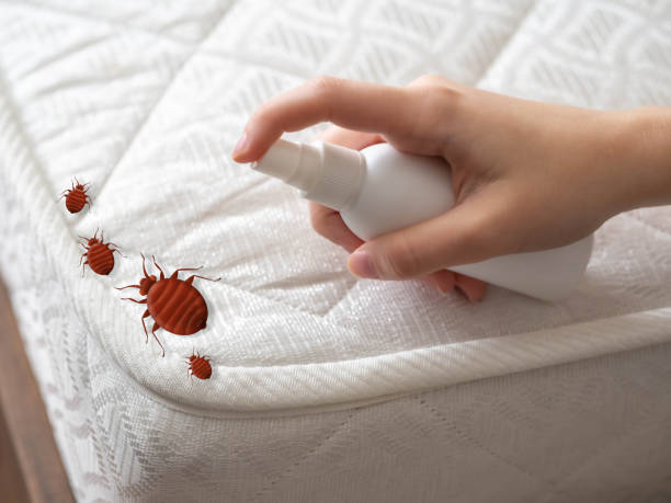 Best Termite Control Services  in Hancock, MD