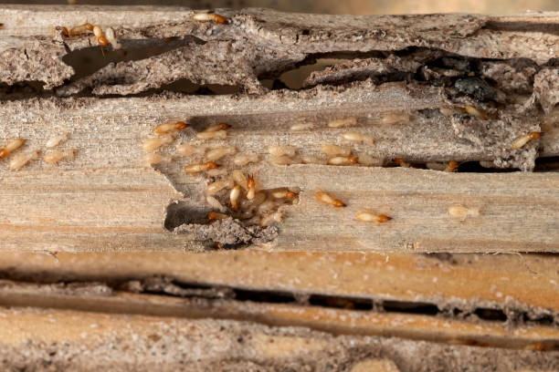 Pest Control Cost in Hancock, MD