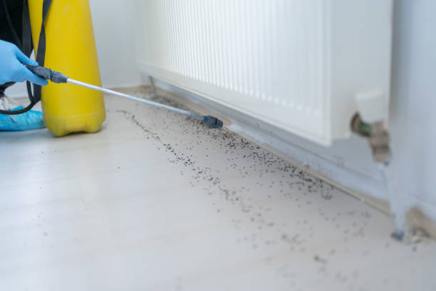 Best Flea Control Services  in Hancock, MD